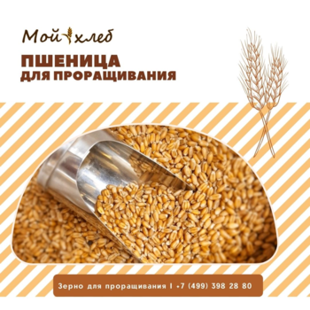 Пшеница для проращивания, 4кг