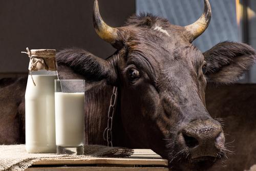 Новости ТВОЙПРОДУКТ: Молочное животноводство Татарстана переживает масштабную модернизацию